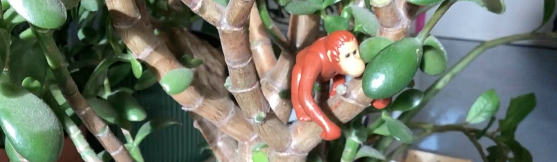 Tierisch gutes Stop-Motion-Video aus der 9d